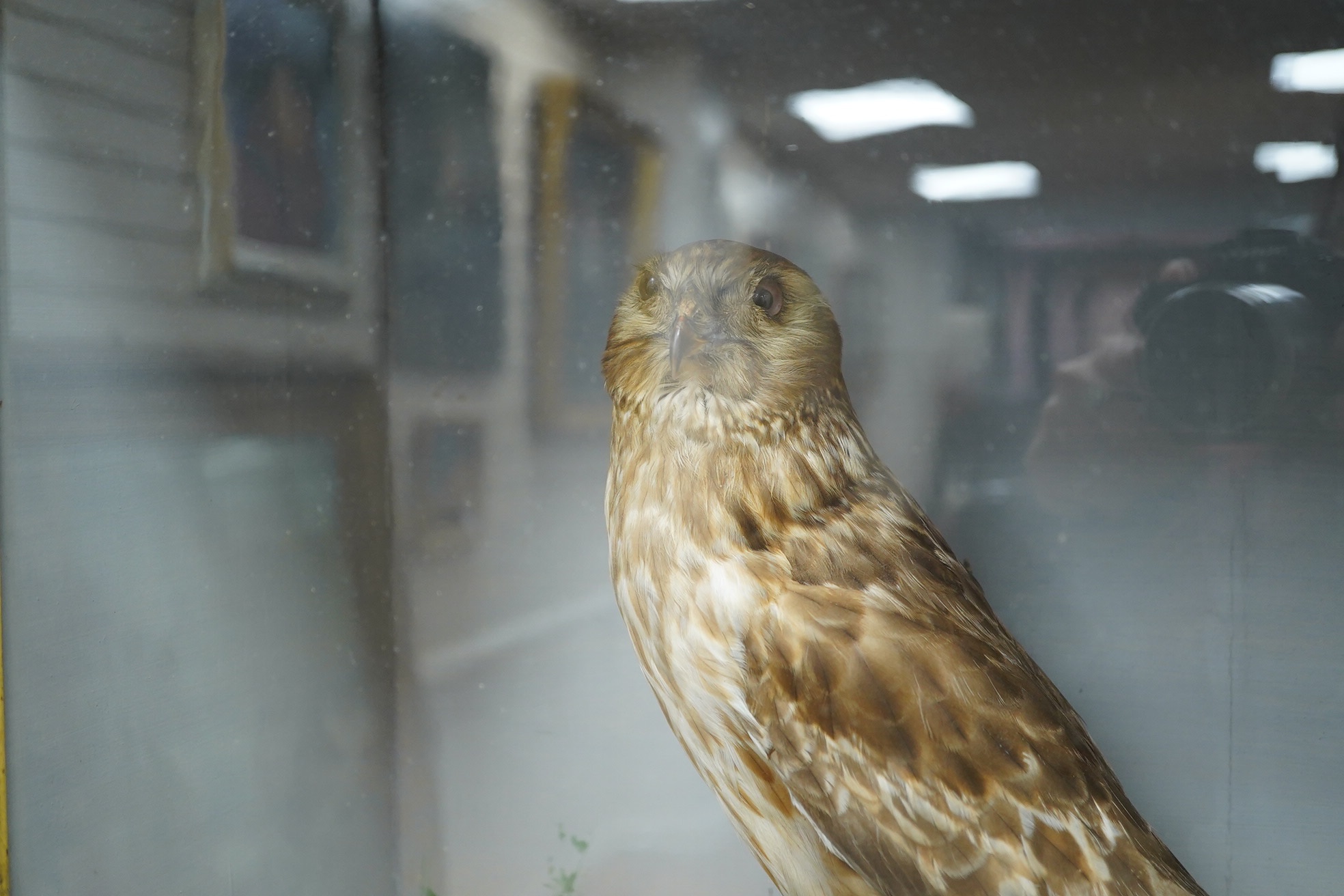 F. Jeffreys, a cased taxidermic female hen harrier, 68cm high x 55cm wide. Condition - fair to good